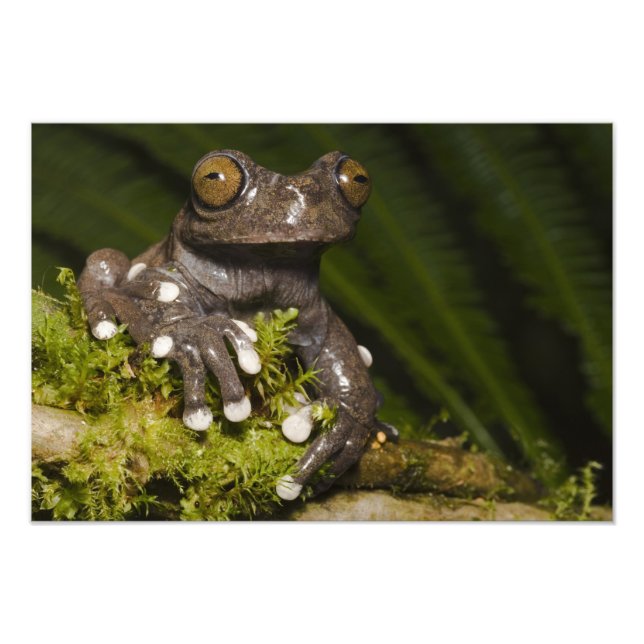 Captive Tapichalaca Tree Frog Hyloscirtus 2 Photo Print (Front)