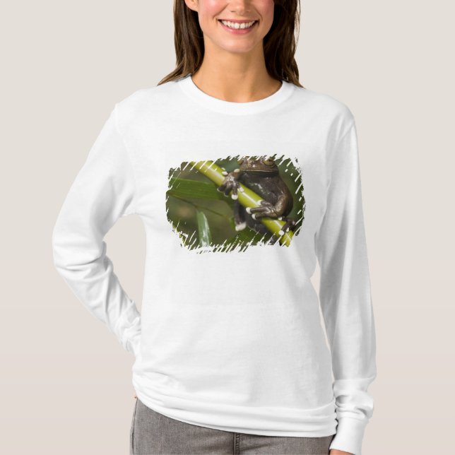 Captive Tapichalaca Tree Frog Hyloscirtus 2 T-Shirt (Front)