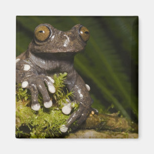 Captive Tapichalaca Tree Frog Hyloscirtus 3 Magnet