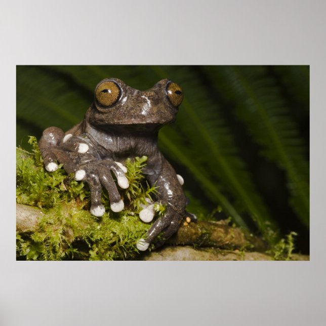 Captive Tapichalaca Tree Frog Hyloscirtus 3 Poster (Front)