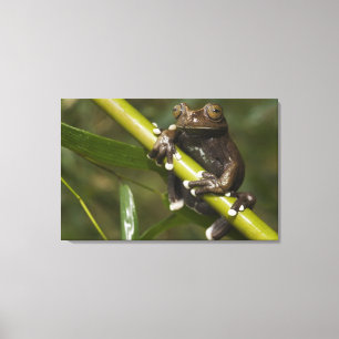 Captive Tapichalaca Tree Frog Hyloscirtus Canvas Print