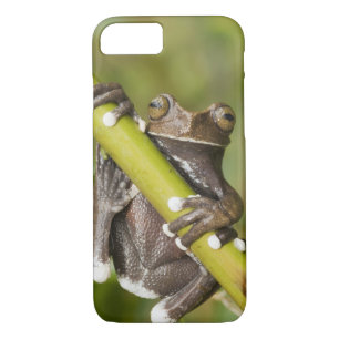 Captive Tapichalaca Tree Frog Hyloscirtus Case-Mate iPhone Case