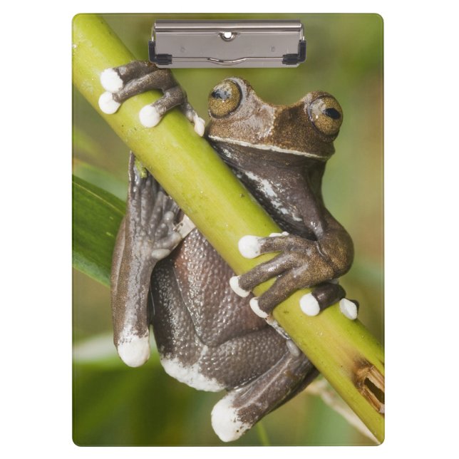 Captive Tapichalaca Tree Frog Hyloscirtus Clipboard (Front)