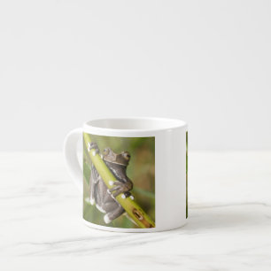 Captive Tapichalaca Tree Frog Hyloscirtus Espresso Cup