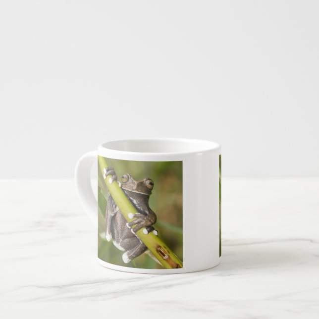 Captive Tapichalaca Tree Frog Hyloscirtus Espresso Cup (Front Left)