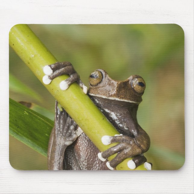 Captive Tapichalaca Tree Frog Hyloscirtus Mouse Pad (Front)