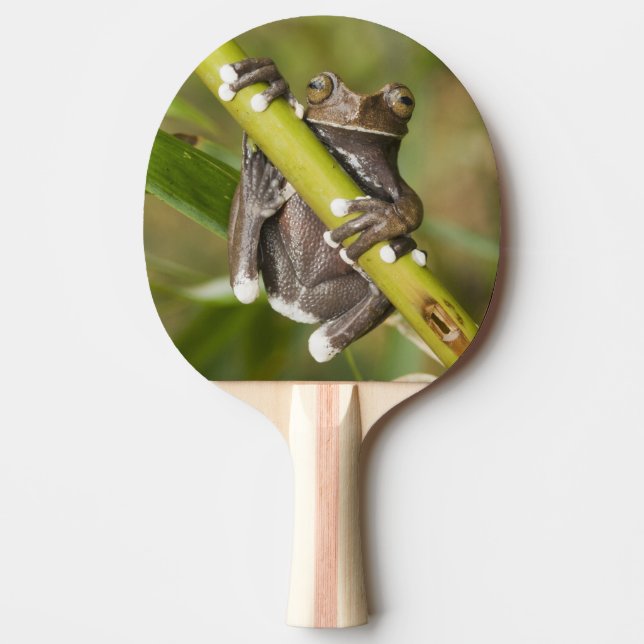 Captive Tapichalaca Tree Frog Hyloscirtus Ping Pong Paddle (Front)