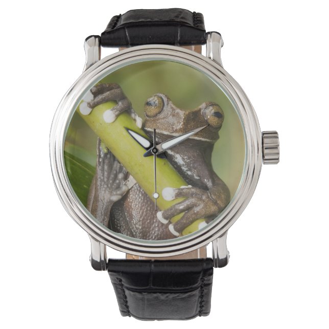 Captive Tapichalaca Tree Frog Hyloscirtus Watch (Front)