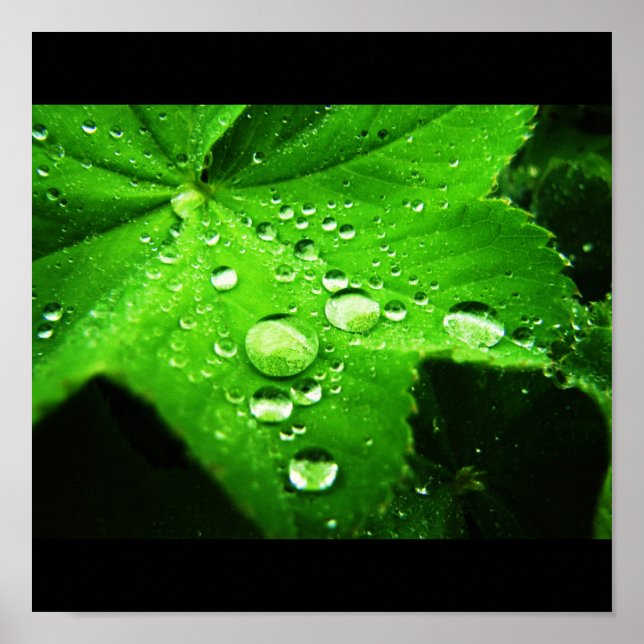 Capture the rain poster (Front)