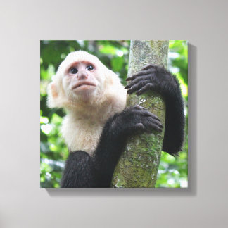 Capuchin monkey canvas print