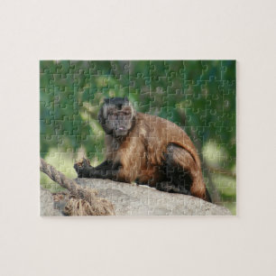 Capuchin Monkey Cute But Cranky Jigsaw Puzzle