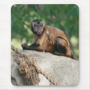 Capuchin Monkey Cute But Cranky Mouse Pad