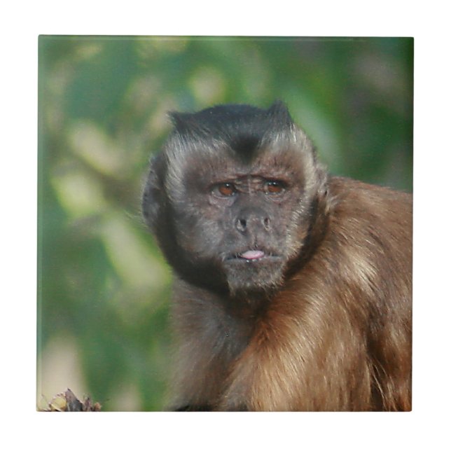 Capuchin Monkey Cute But Cranky Tile (Front)