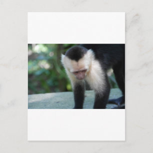 Capuchin Monkey.JPG Postcard
