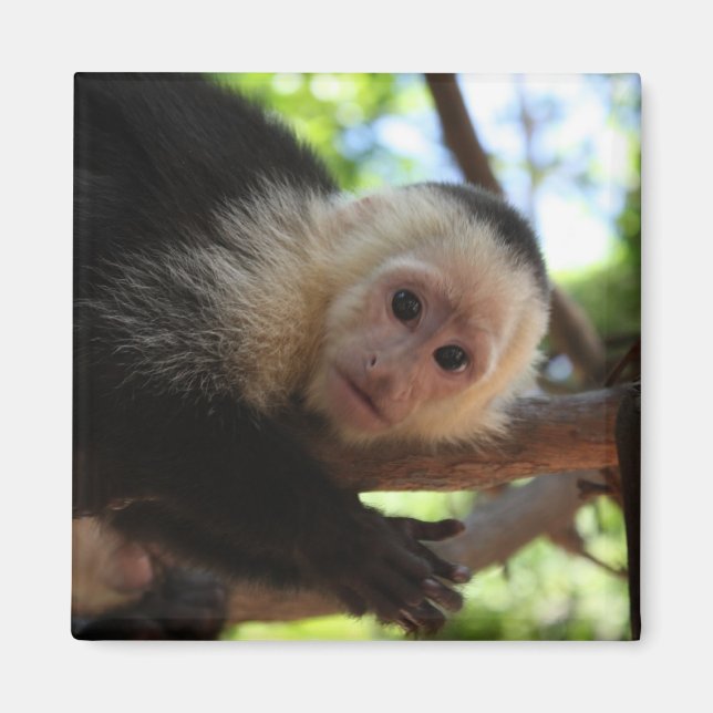 Capuchin Monkey Magnet (Front)