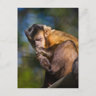 Capuchin Monkey Postcard