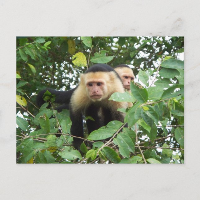 Capuchin monkeys postcard (Front)