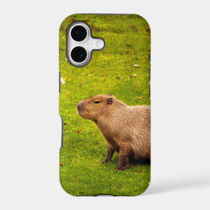 Capybara