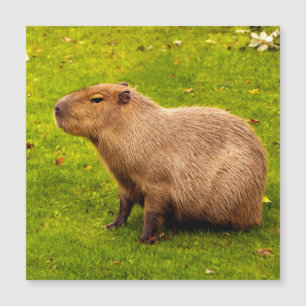 Capybara