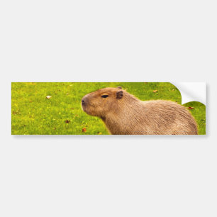 Capybara Bumper Sticker