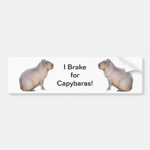 Capybara Bumper Sticker