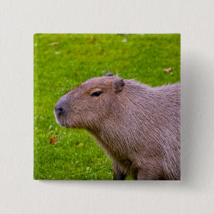 Capybara Button