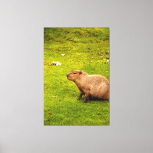 Capybara Canvas Print