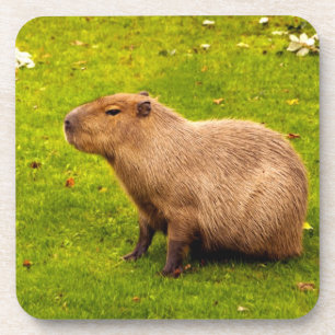 Capybara Coaster