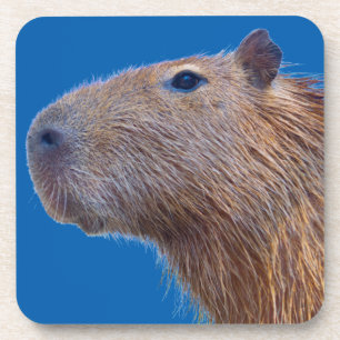 Capybara Coaster