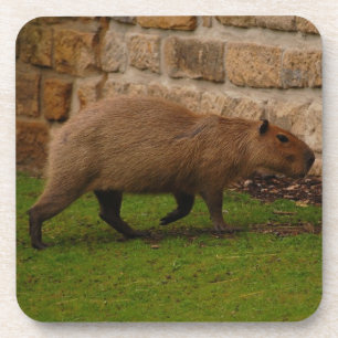capybara coaster
