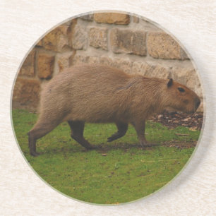 capybara coaster