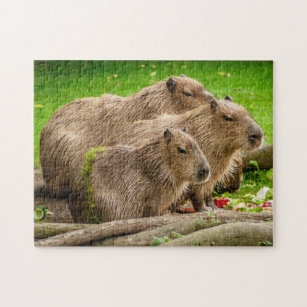 Capybara Family Photo Puzzle