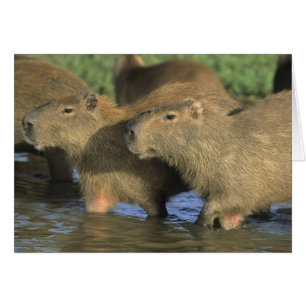 Capybara, Hydrochaeris hydrochaeris), world's