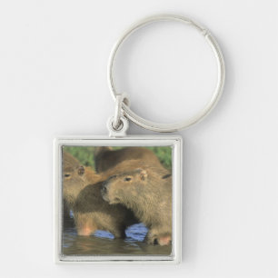 Capybara, Hydrochaeris hydrochaeris), world's Key Ring