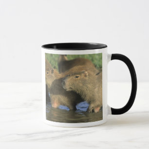Capybara, Hydrochaeris hydrochaeris), world's Mug