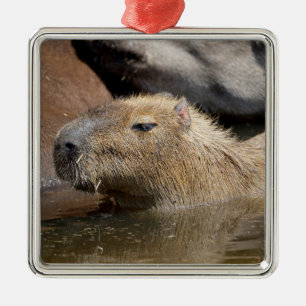 Capybara in water metal tree decoration