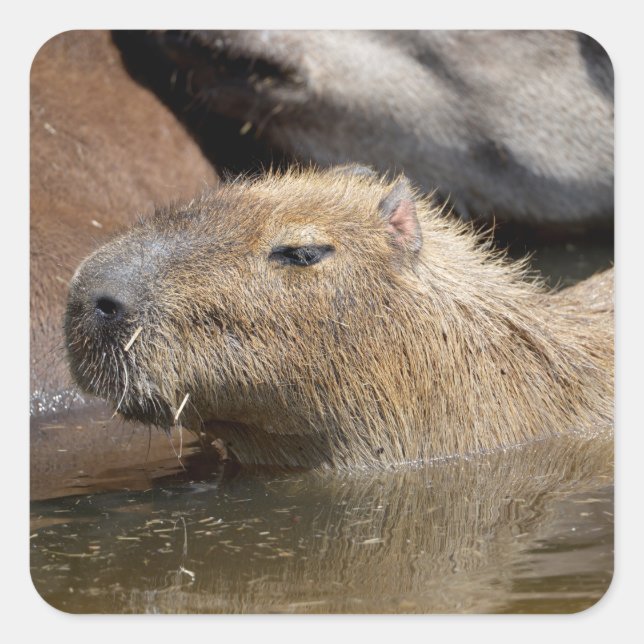 Capybara in water square sticker (Front)