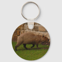 capybara