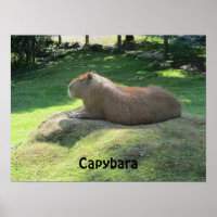 Capybara - Large Rodent