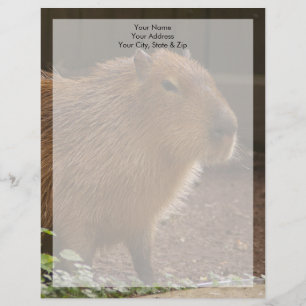 Capybara Letterhead Design