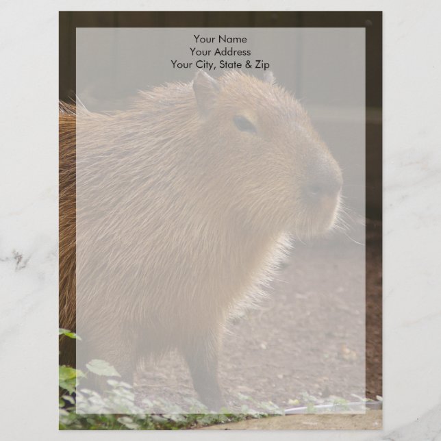 Capybara Letterhead Design (Front)
