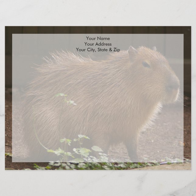 Capybara Letterhead Template (Front)