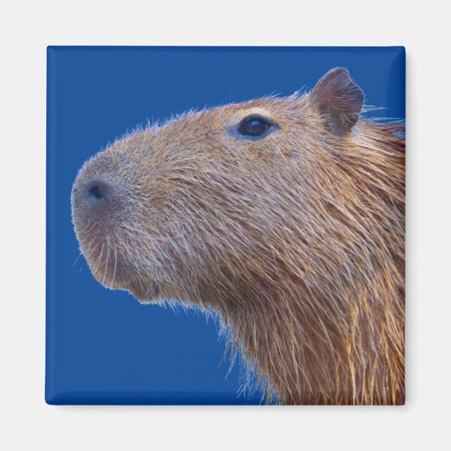 Capybara Magnet (Front)