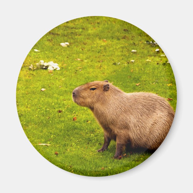 Capybara Magnet (Front)