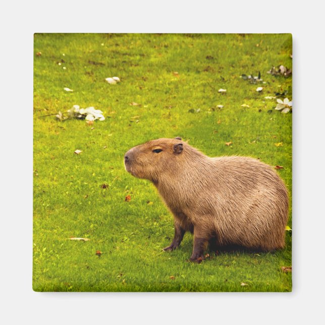 Capybara Magnet (Front)
