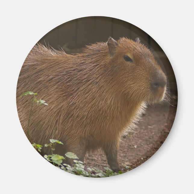 Capybara Magnet (Front)