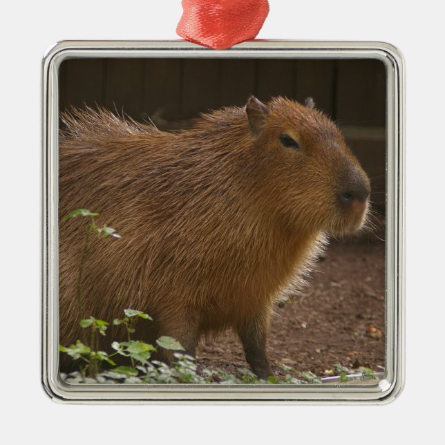 Capybara Metal Tree Decoration (Front)