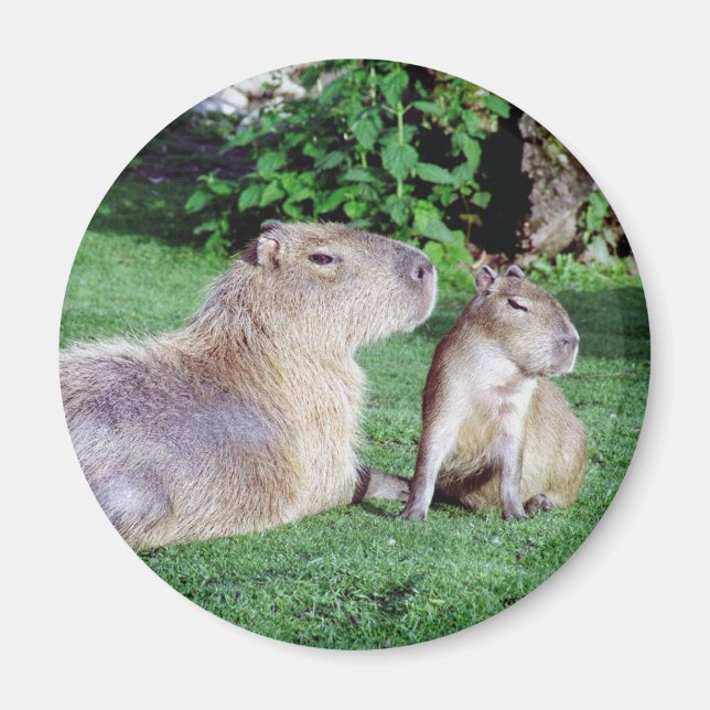 Capybara Mum and Son Magnet (Front)