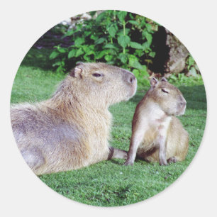 Capybara Mum and Son Stickers