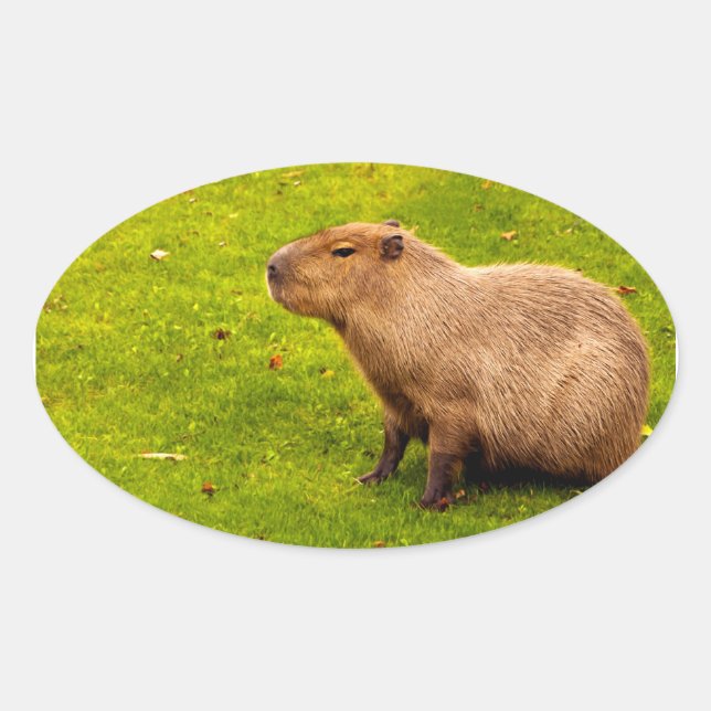 Capybara Oval Sticker (Front)